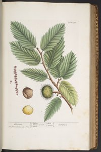 Talerz 330, z „Ciekawy zielnik” autorstwa Elizabeth Blackwell