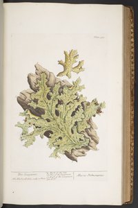 Talerz 335, z „Ciekawy zielnik” autorstwa Elizabeth Blackwell