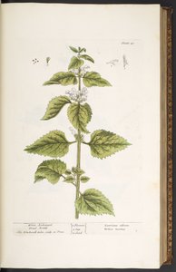 Talerz 33, Biała Martwa Pokrzywa Archanioła, z „Ciekawy Herbal” autorstwa Elizabeth Blackwell