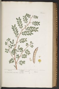 Talerz 345, z „Ciekawy zielnik” autorstwa Elizabeth Blackwell