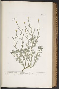Talerz 346, z „Ciekawy zielnik” autorstwa Elizabeth Blackwell