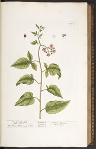 Talerz 34, Drzewny odcień nocy, słodko-gorzki, z „Ciekawego ziela” autorstwa Elizabeth Blackwell