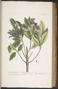 Talerz 355, z „Ciekawy zielnik” autorstwa Elizabeth Blackwell