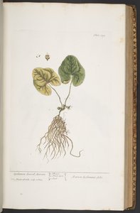 Talerz 359, z „Ciekawy zielnik” autorstwa Elizabeth Blackwell