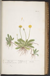 Talerz 365, z „Ciekawy zielnik” autorstwa Elizabeth Blackwell