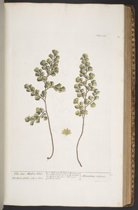 Talerz 367, z „Ciekawy zielnik” autorstwa Elizabeth Blackwell