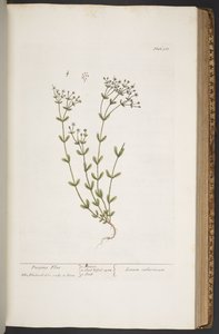 Talerz 368, z „Ciekawy zielnik” autorstwa Elizabeth Blackwell