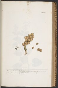 Talerz 371, z „Ciekawy zielnik” autorstwa Elizabeth Blackwell