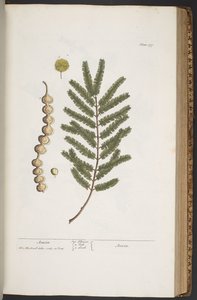 Talerz 377, z „Ciekawy zielnik” autorstwa Elizabeth Blackwell