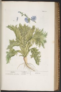 Talerz 378, z „Ciekawy zielnik” autorstwa Elizabeth Blackwell