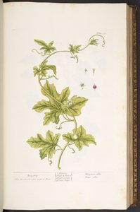 Talerz 37, Bryony, z „Ciekawego zielnika” autorstwa Elizabeth Blackwell
