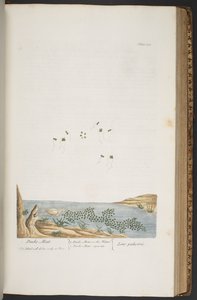 Talerz 380, z „Ciekawy zielnik” autorstwa Elizabeth Blackwell