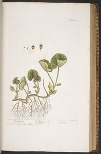 Talerz 383, z „Ciekawy zielnik” autorstwa Elizabeth Blackwell