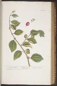 Talerz 388, z „Ciekawy zielnik” autorstwa Elizabeth Blackwell