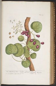 Talerz 389, z „Ciekawy zielnik” autorstwa Elizabeth Blackwell