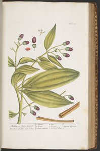 Talerz 391, z „Ciekawy zielnik” autorstwa Elizabeth Blackwell
