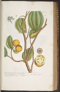 Talerz 395, z „Ciekawy zielnik” autorstwa Elizabeth Blackwell
