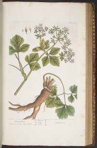 Tabliczka 408, Alexanders, z „Ciekawy zielnik” autorstwa Elizabeth Blackwell