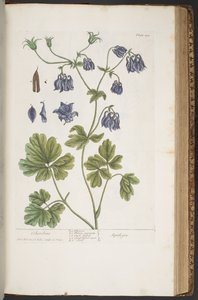 Talerz 409, z „Ciekawy zielnik” autorstwa Elizabeth Blackwell