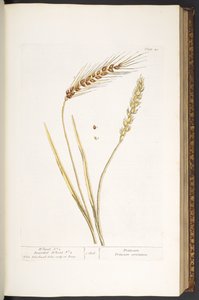 Talerz 40, Pszenica i Pszenica Brodaty, z „Ciekawy Herbal” autorstwa Elizabeth Blackwell