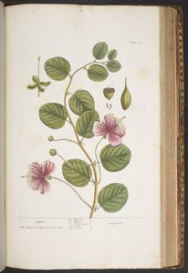 Talerz 417, z „Ciekawy zielnik” autorstwa Elizabeth Blackwell