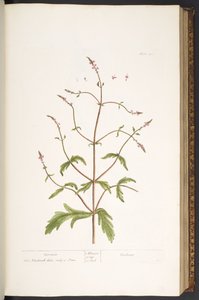 Talerz 41, Werbena, z „Ciekawego zielnika” autorstwa Elizabeth Blackwell