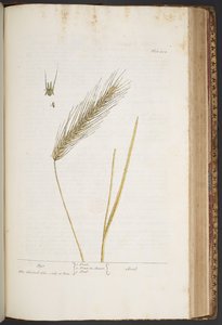 Talerz 424, z „Ciekawy zielnik” autorstwa Elizabeth Blackwell