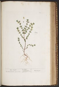 Talerz 427, z „Ciekawy zielnik” autorstwa Elizabeth Blackwell