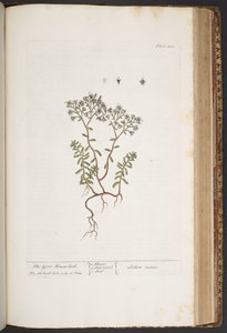 Talerz 428, z „Ciekawy zielnik” autorstwa Elizabeth Blackwell