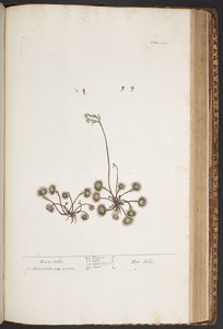 Talerz 432, z „Ciekawy zielnik” autorstwa Elizabeth Blackwell