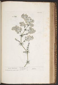 Talerz 435, Poduszka Damska, z „Ciekawy Herbal” autorstwa Elizabeth Blackwell