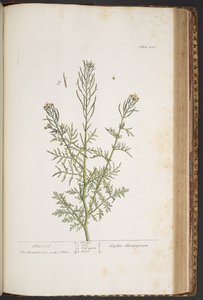Talerz 440, z „Ciekawy zielnik” autorstwa Elizabeth Blackwell
