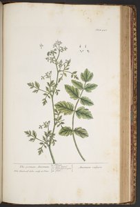 Talerz 442 z „Ciekawy zielnik” autorstwa Elizabeth Blackwell