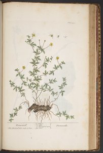 Talerz 445, z „Ciekawy zielnik” autorstwa Elizabeth Blackwell
