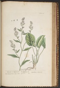 Talerz 448, z „Ciekawy zielnik” autorstwa Elizabeth Blackwell