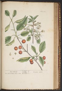 Talerz 449, z „Ciekawy zielnik” autorstwa Elizabeth Blackwell
