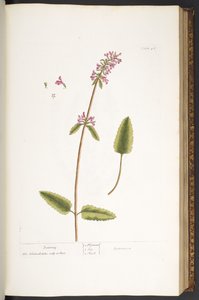 Talerz 46, Betonia, z „Ciekawy zielnik” autorstwa Elizabeth Blackwell