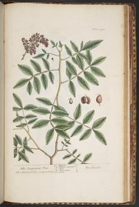 Talerz 478, z „Ciekawy zielnik” autorstwa Elizabeth Blackwell