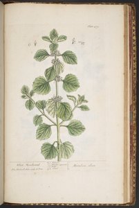 Talerz 479, z „Ciekawy zielnik” autorstwa Elizabeth Blackwell