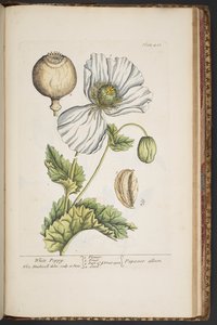 Talerz 483, z „Ciekawy zielnik” autorstwa Elizabeth Blackwell
