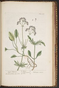 Talerz 484, z „Ciekawy zielnik” autorstwa Elizabeth Blackwell