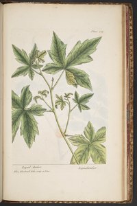 Talerz 485, z „Ciekawy zielnik” autorstwa Elizabeth Blackwell