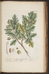 Talerz 487, z „Ciekawy zielnik” autorstwa Elizabeth Blackwell