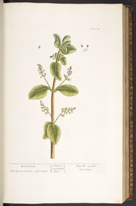 Talerz 48, Brook Lime, z „Ciekawego zielnika” autorstwa Elizabeth Blackwell
