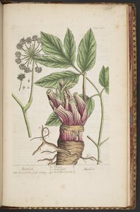 Talerz 495, z „Ciekawy zielnik” autorstwa Elizabeth Blackwell