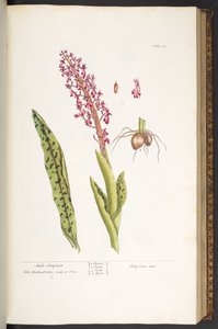 Tabliczka 53, Męski Satyrion, z „Ciekawego ziela” autorstwa Elizabeth Blackwell
