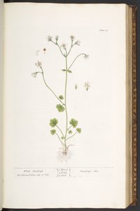 Talerz 56, Biała Skalnica, z „Ciekawy Ziołowy” autorstwa Elizabeth Blackwell