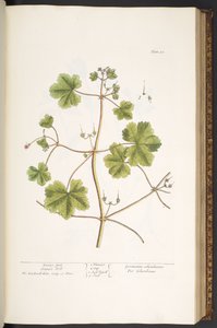 Talerz 58, Gołąbka, Dziób Żurawia, z „Ciekawego zielnika” autorstwa Elizabeth Blackwell