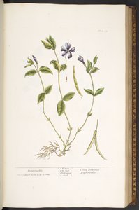 Talerz 59, Barwinek, z „Ciekawego zielnika” autorstwa Elizabeth Blackwell