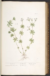 Talerz 60, Drewniany dach z „Ciekawego zielnika” autorstwa Elizabeth Blackwell